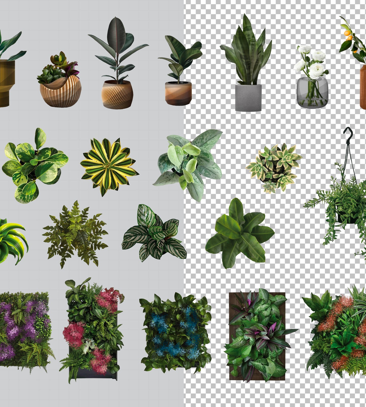 Plants